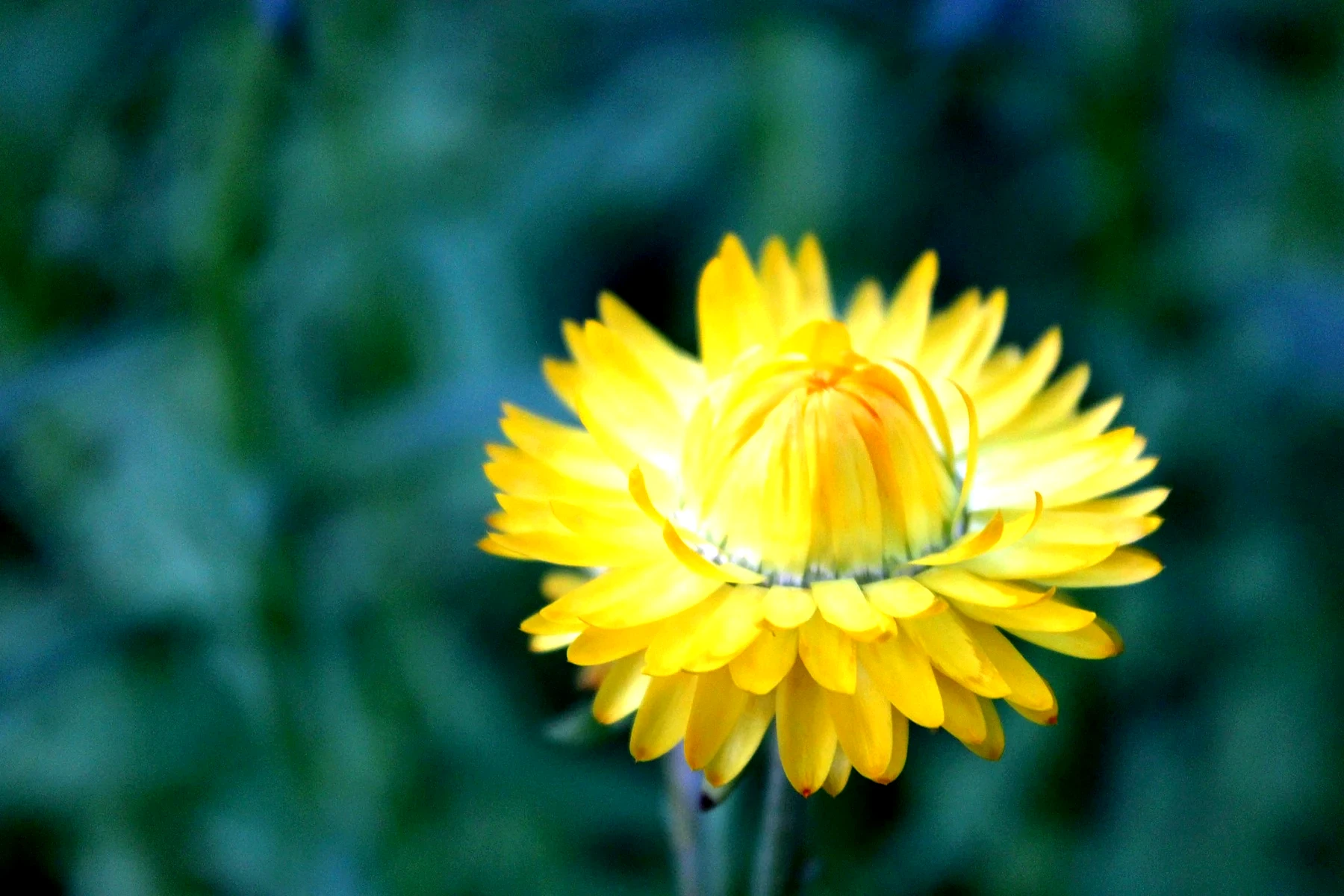 Strawflower growing at HappyDay Farms