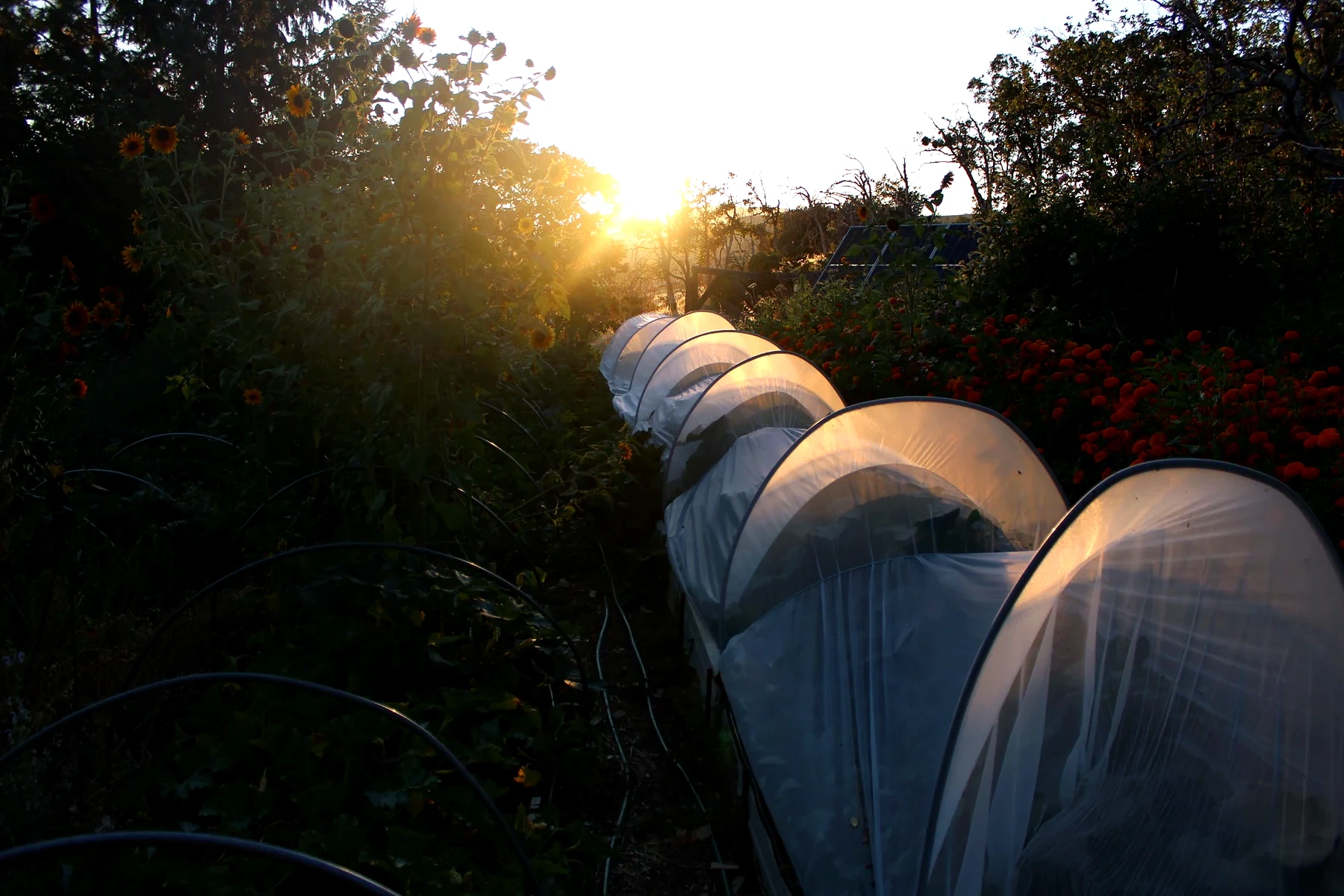 Hoophouse row glowing at sunrise