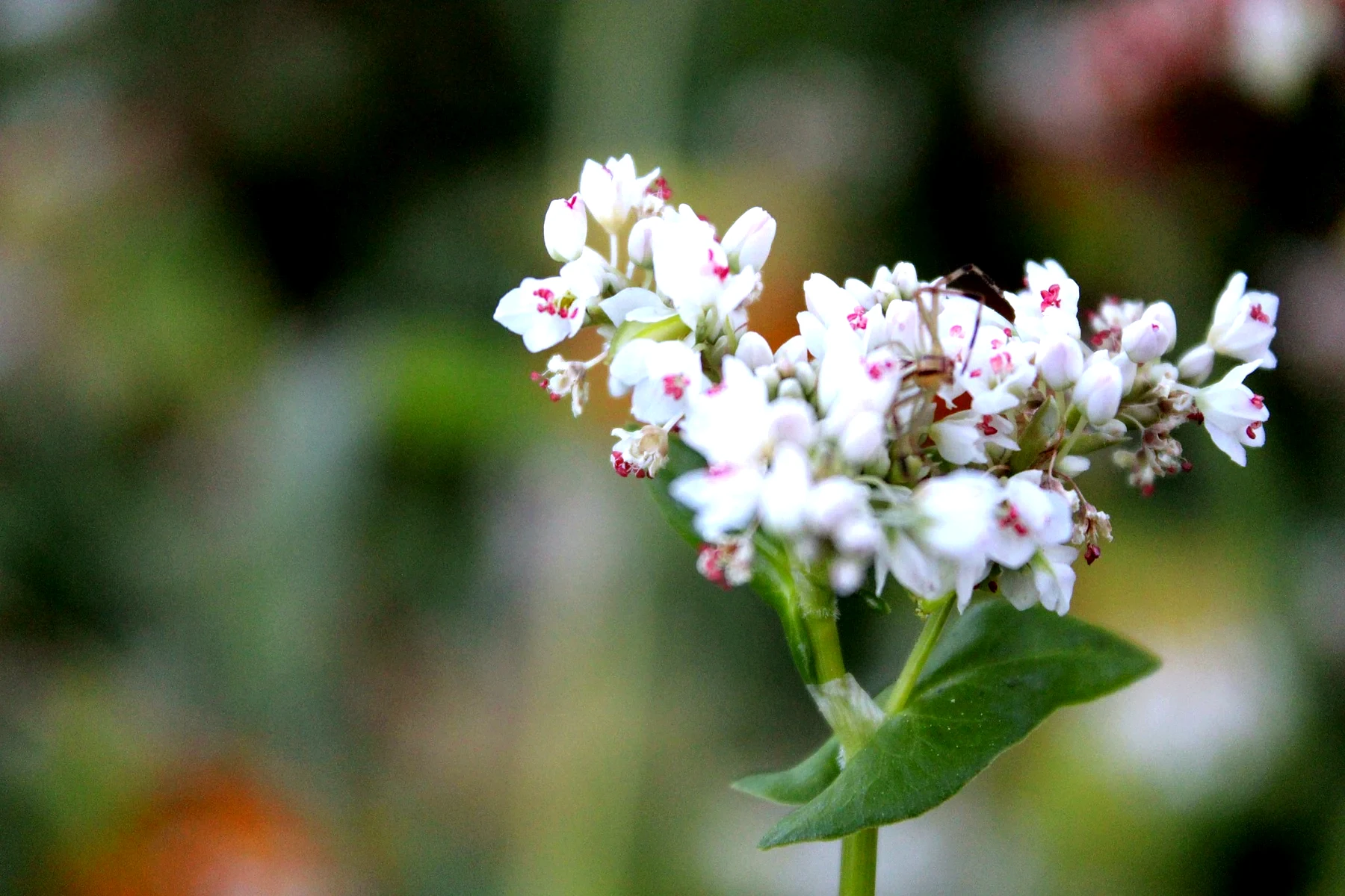Buckwheat growing at HappyDay Farms