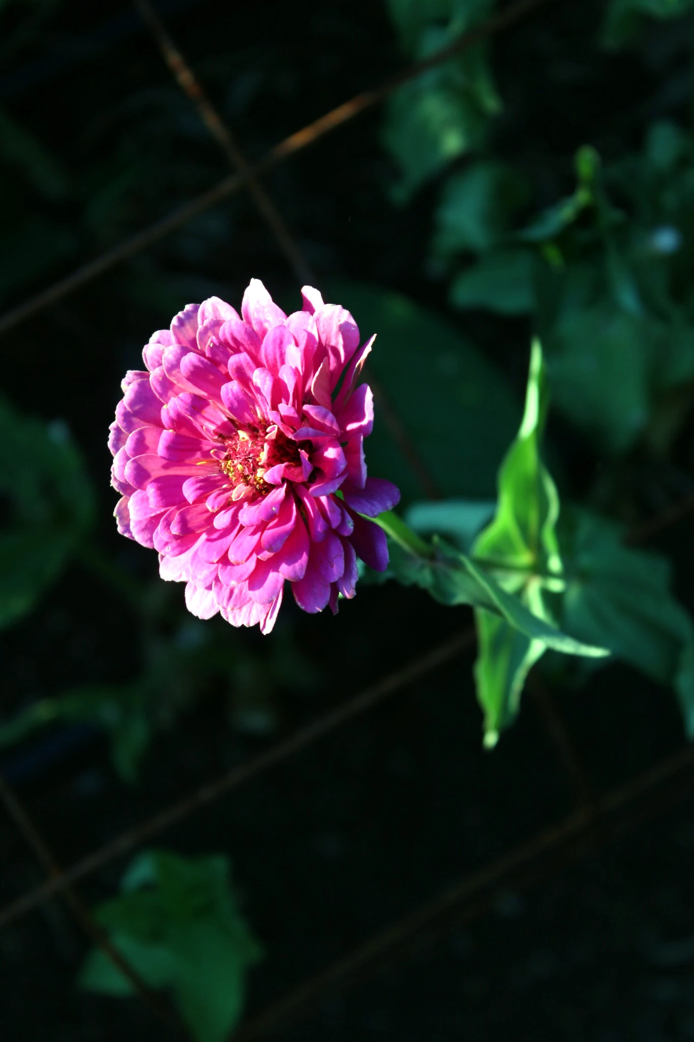 Pink zinnia glowing against the shaded garden