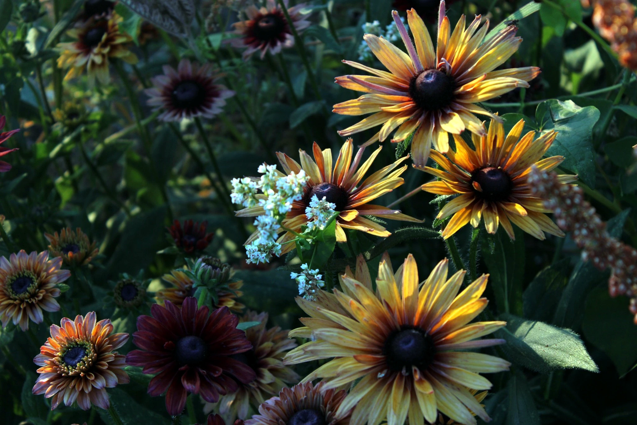 Copper and amber rudbeckia flowers layered through the garden