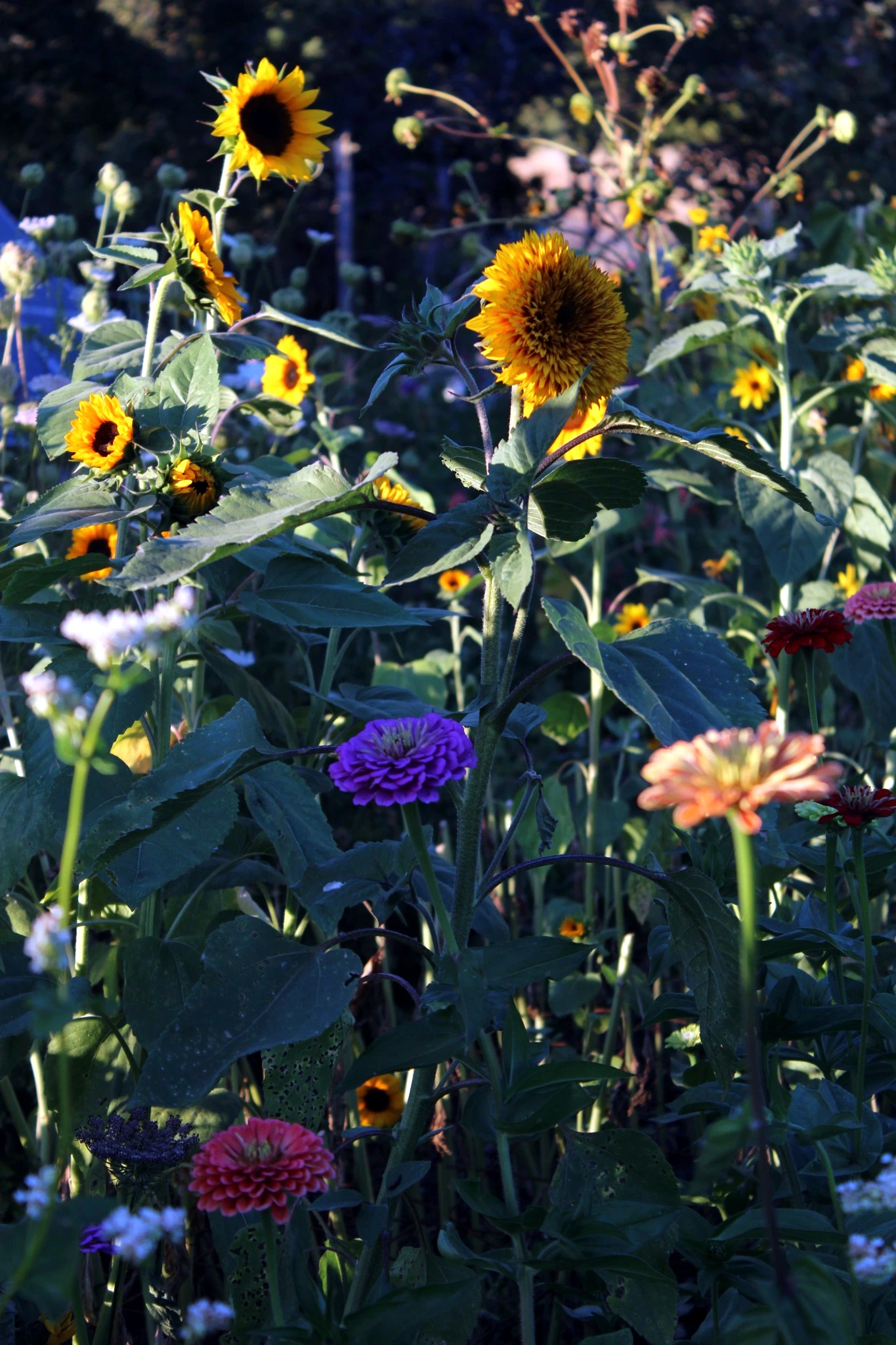 Tall sunflowers, zinnias, and mixed flowers growing together in the evening garden