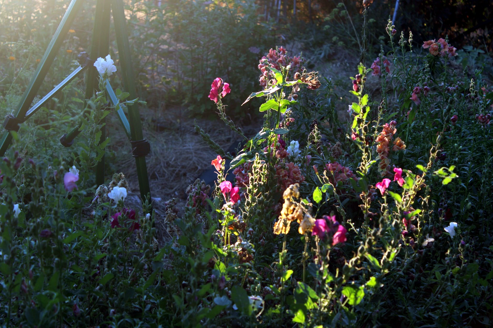 Snapdragons and mixed flowers catching the last warm light of the day