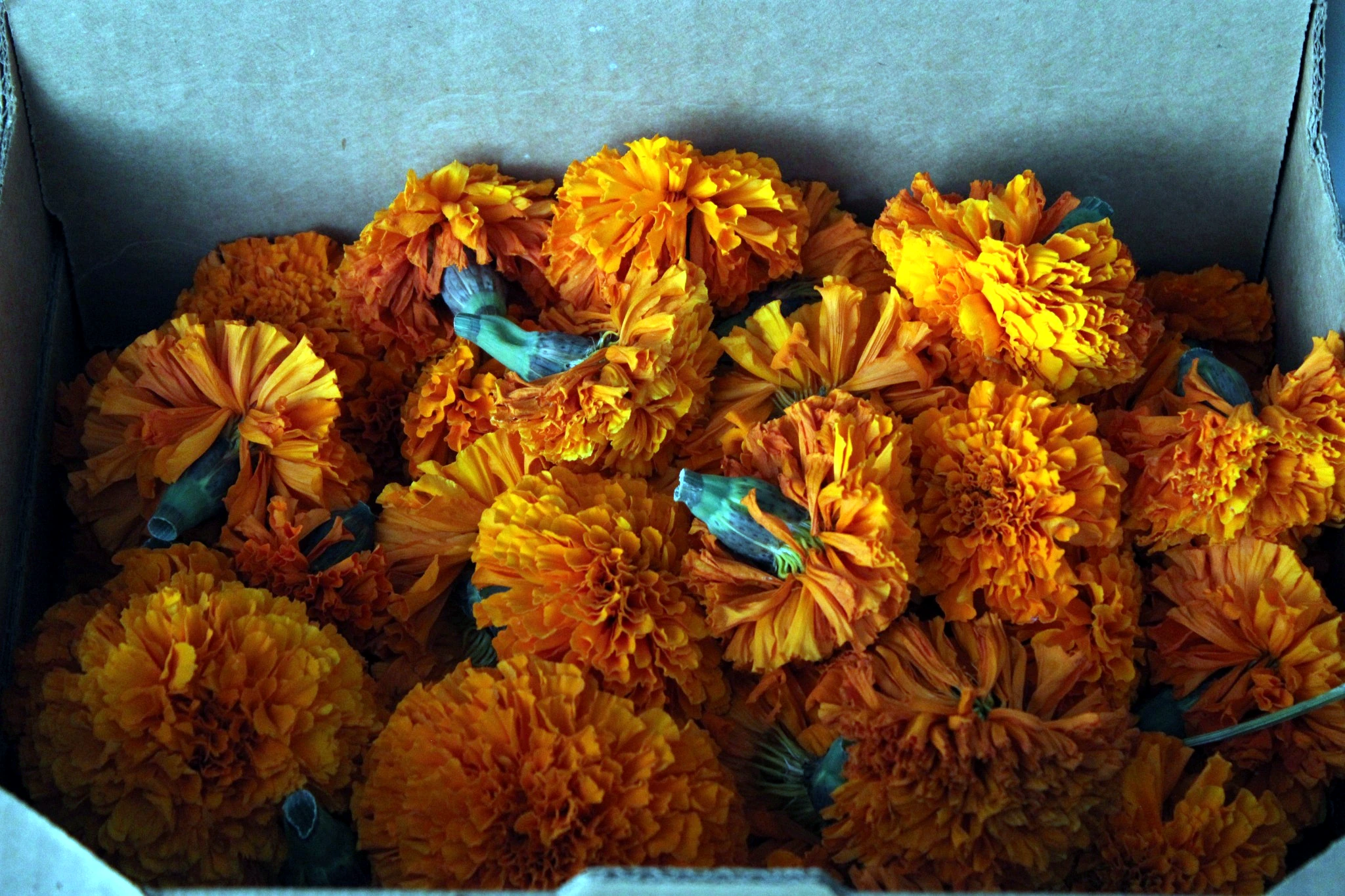 Fresh orange marigolds gathered into a harvest box