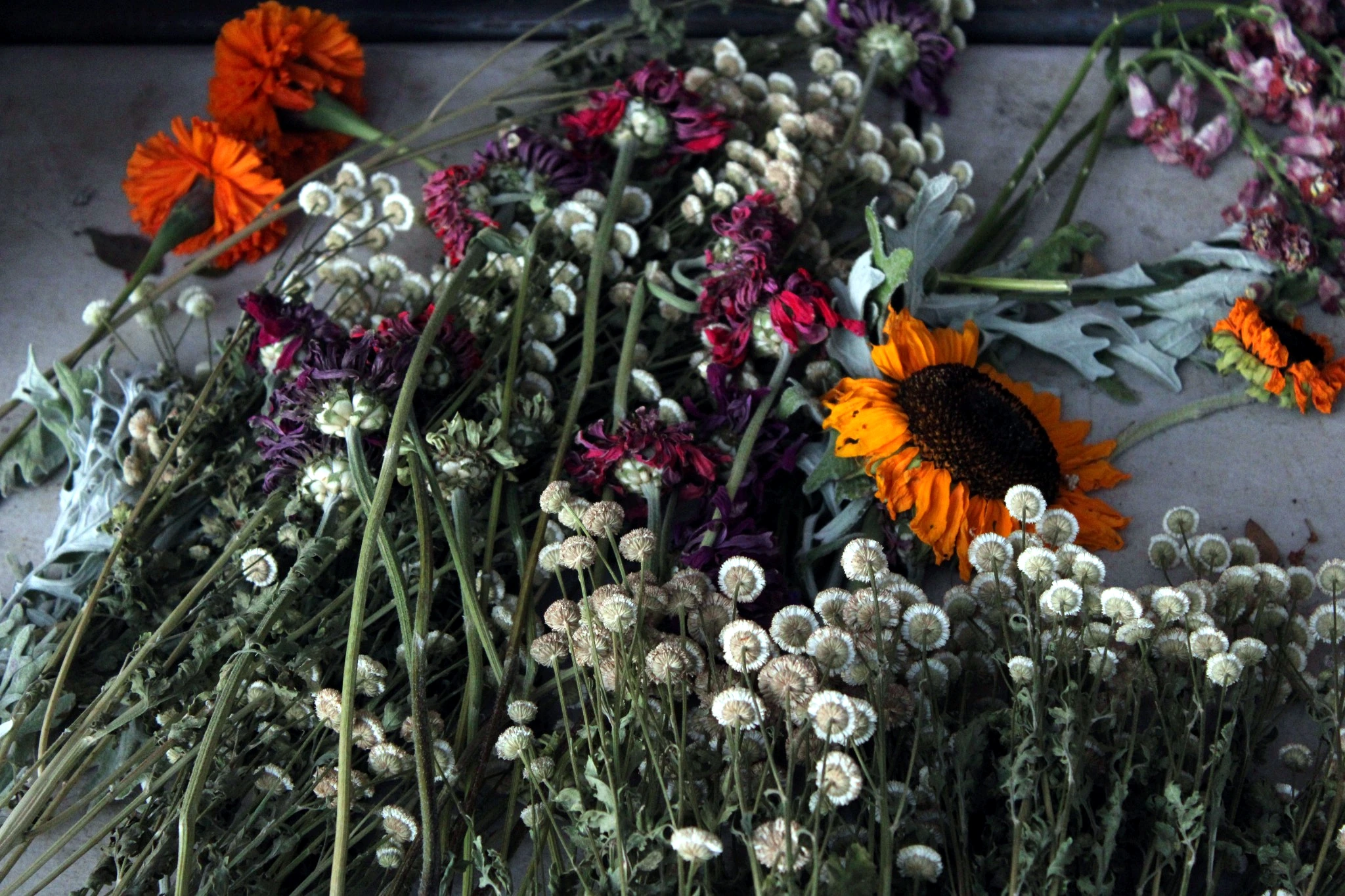 Dried sunflowers, marigolds, and seed heads resting together after harvest