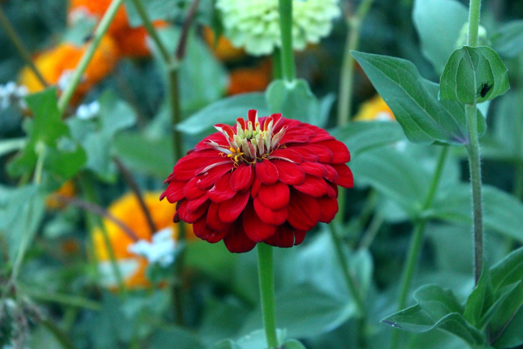 Deep red zinnia surrounded by green leaves and warm orange blooms