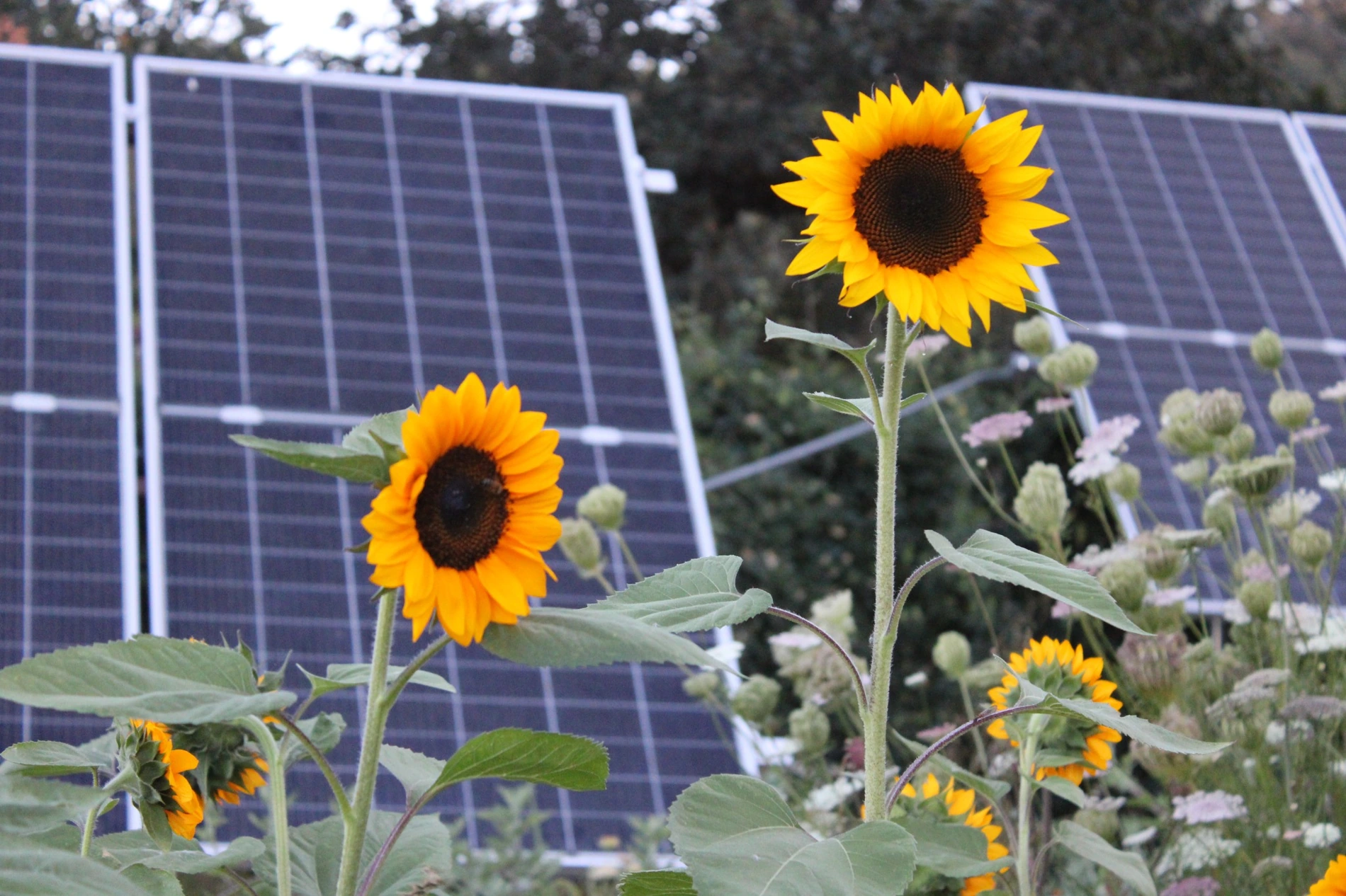 Sunflower growing at HappyDay Farms