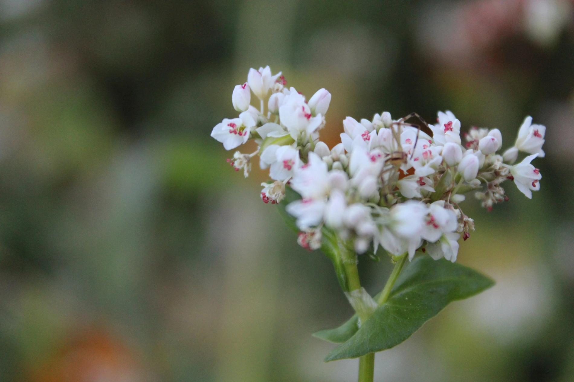Buckwheat growing at HappyDay Farms