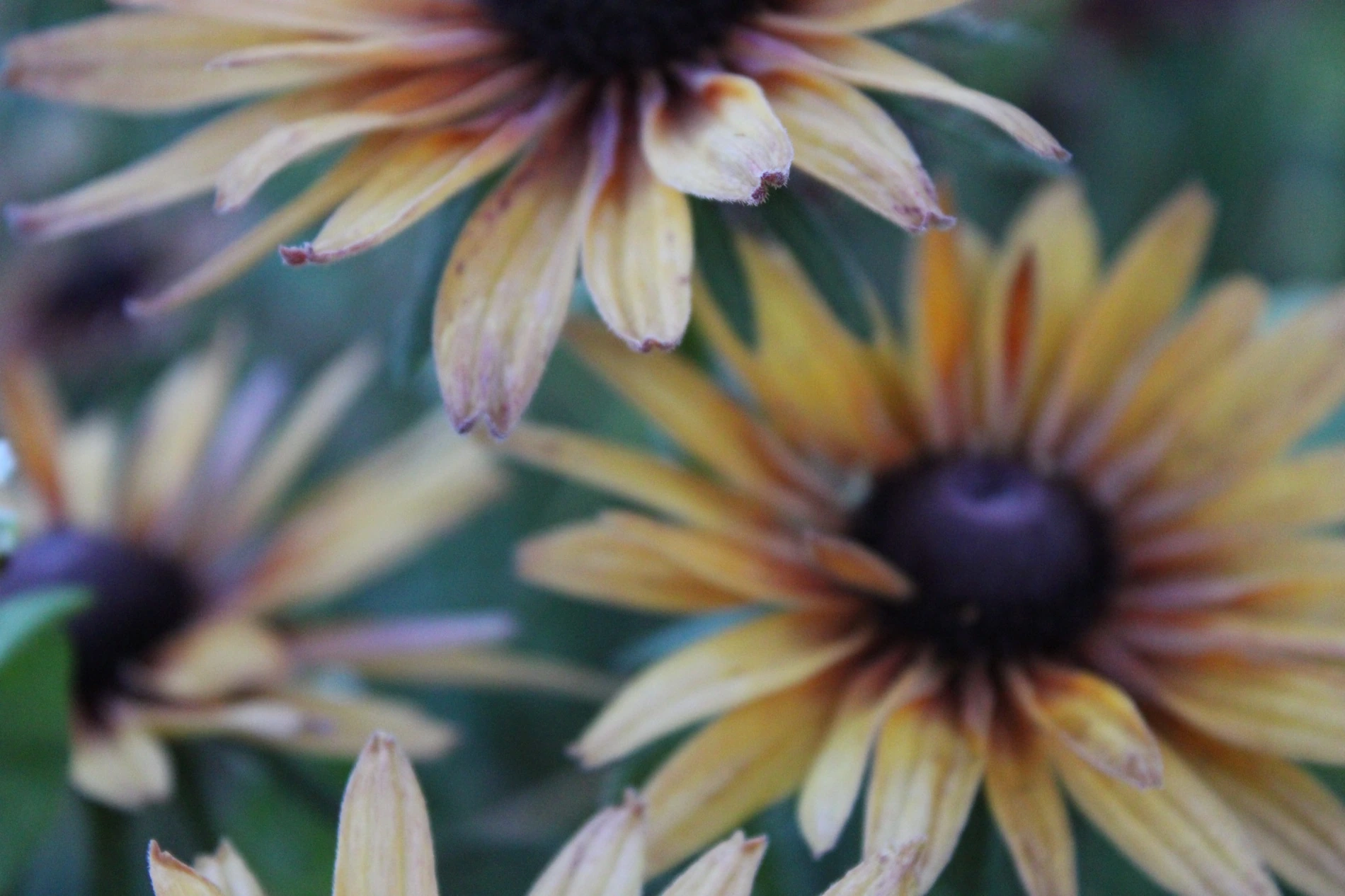 Black-eyed Susan growing at HappyDay Farms