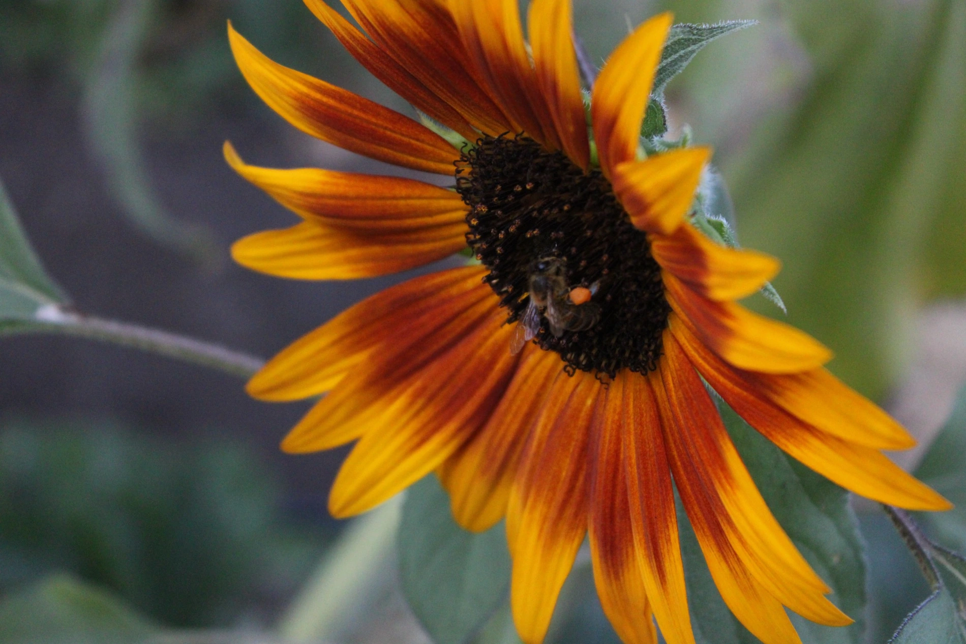 Black-eyed Susan with a visiting bee at HappyDay Farms