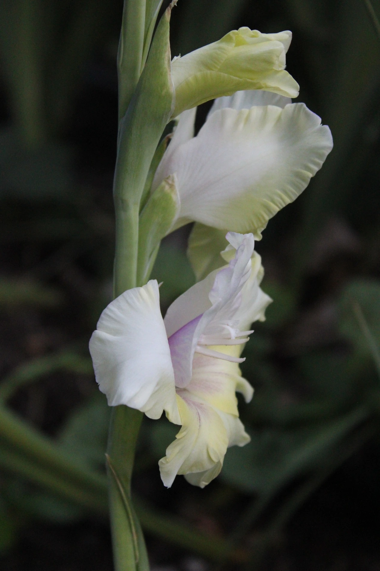 Gladiolus growing at HappyDay Farms