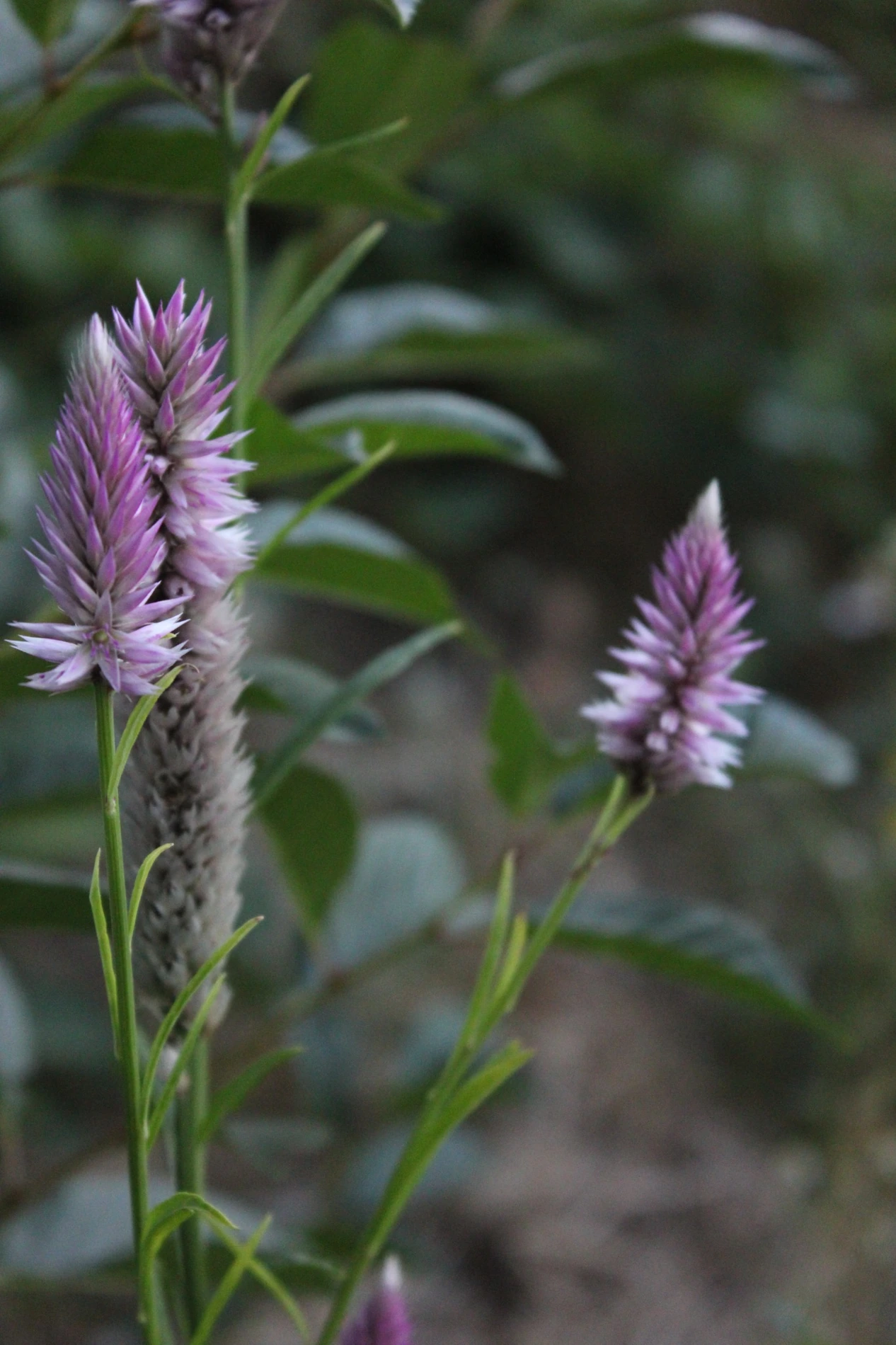 Celosia growing at HappyDay Farms