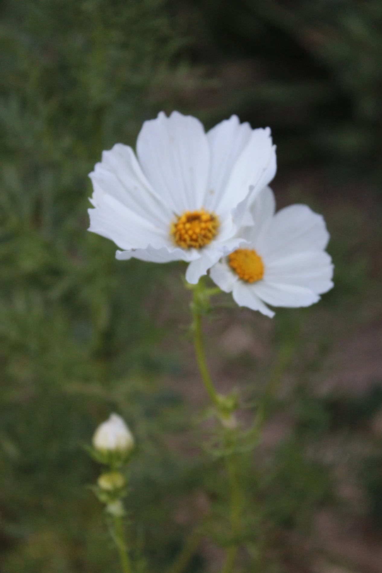 Cosmos growing at HappyDay Farms