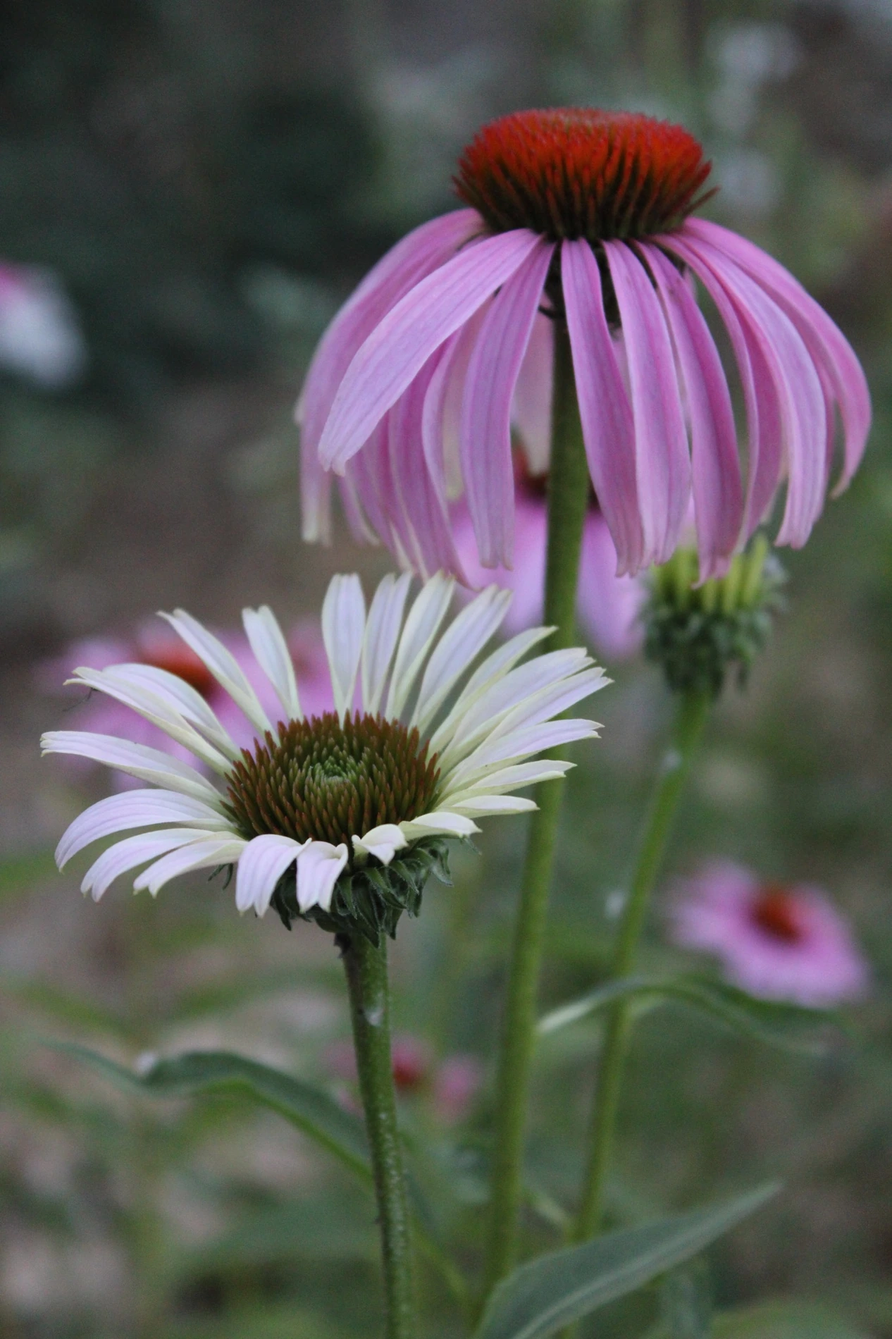Purple coneflower growing at HappyDay Farms