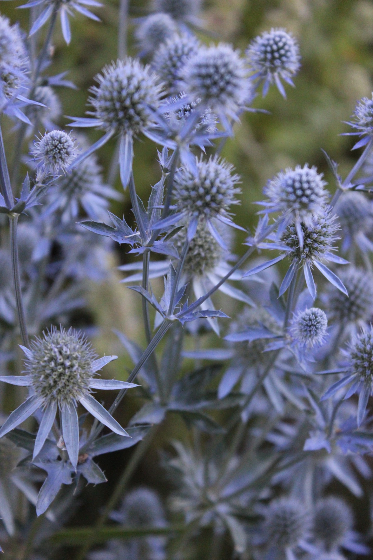 Sea holly growing at HappyDay Farms