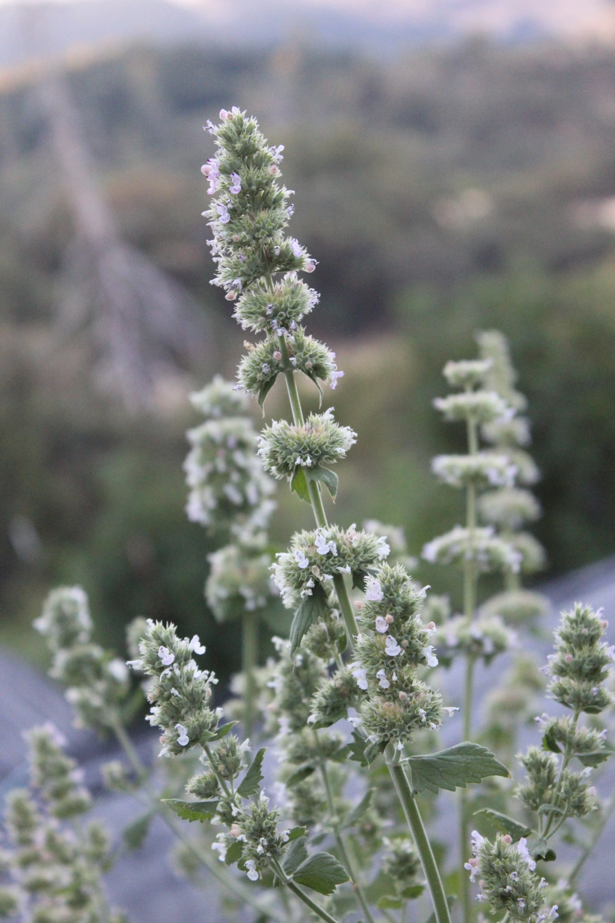 Catmint growing at HappyDay Farms