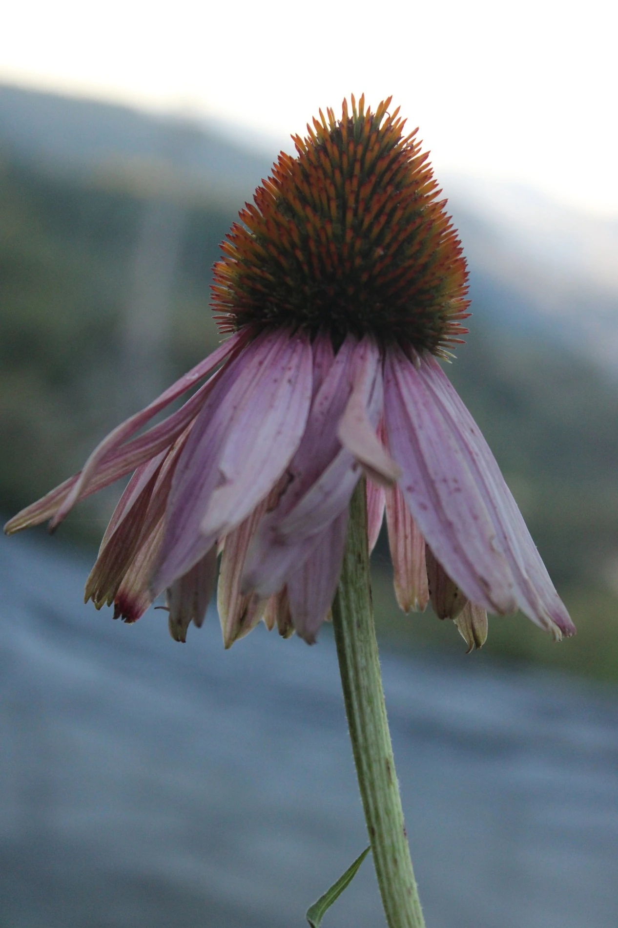 Purple coneflower growing at HappyDay Farms