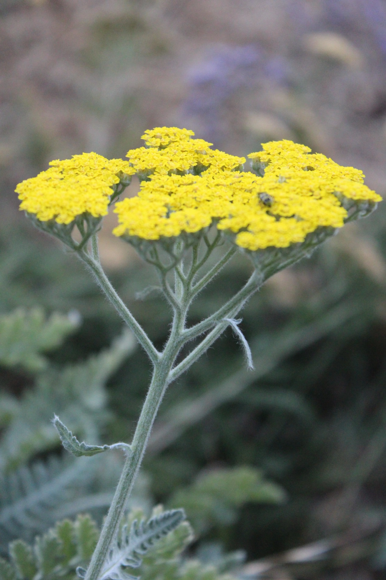 Yarrow growing at HappyDay Farms