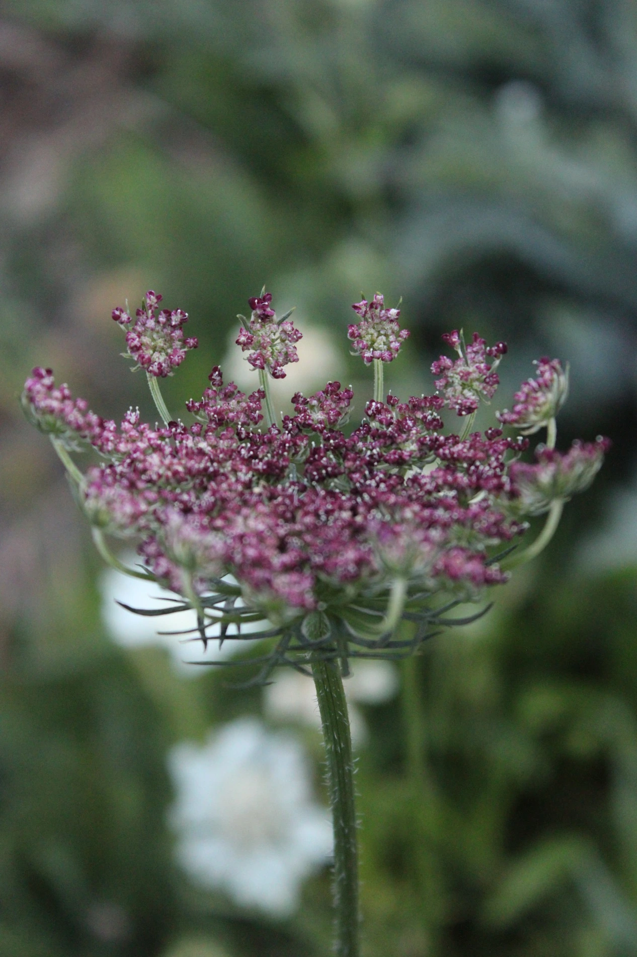 Queen Anne’s lace growing at HappyDay Farms