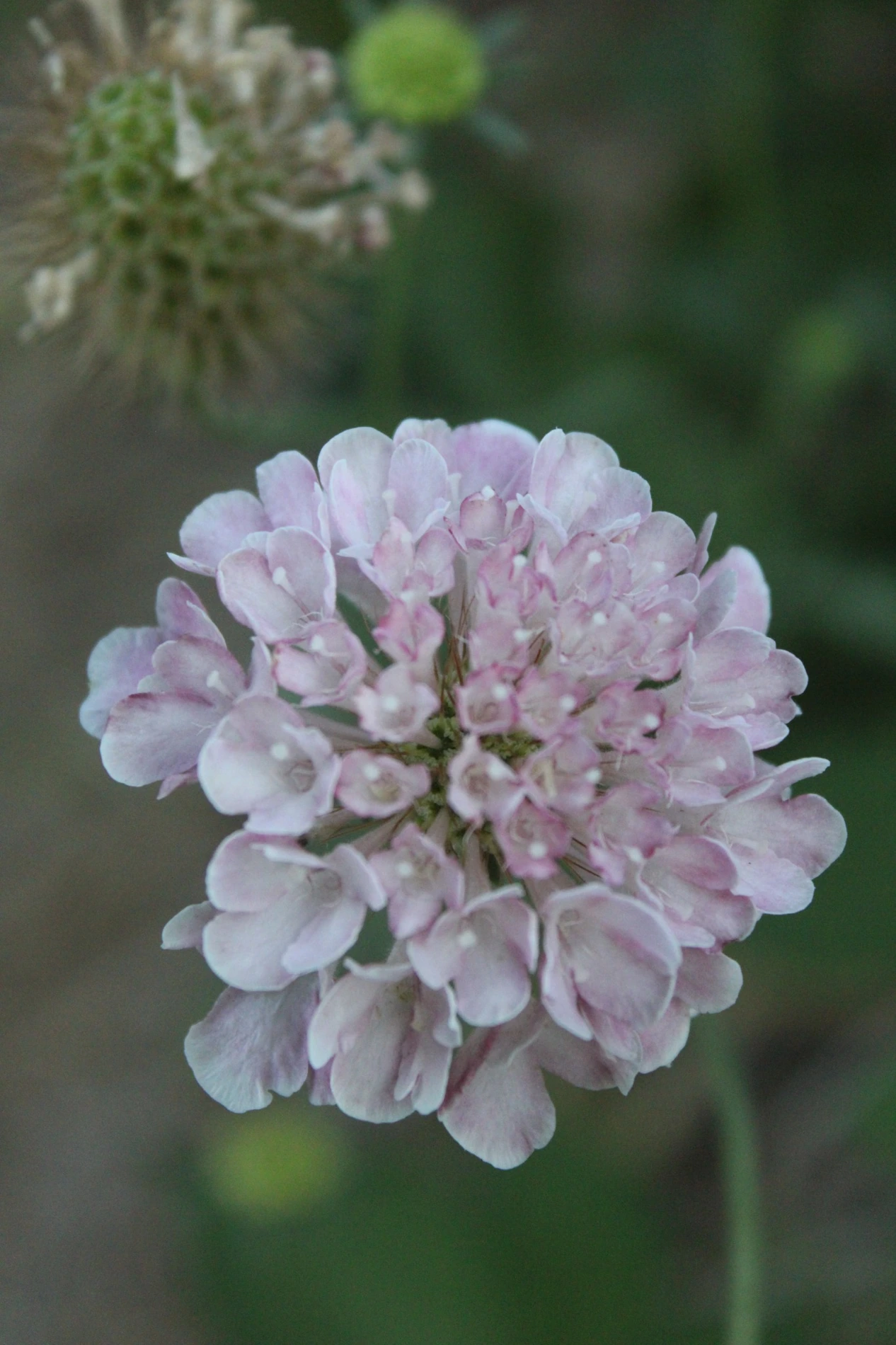 Pincushion flower growing at HappyDay Farms