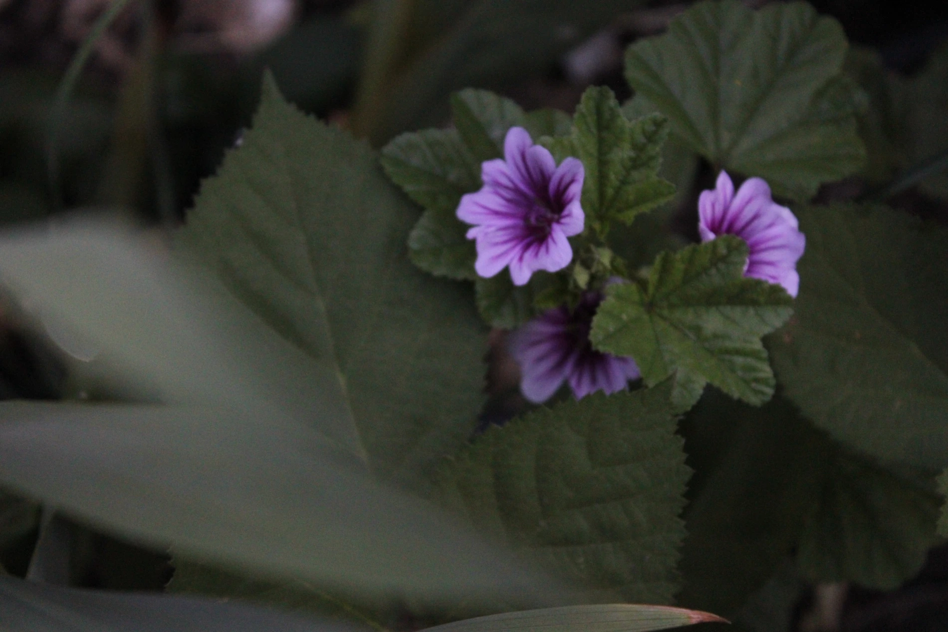 Mallow growing at HappyDay Farms