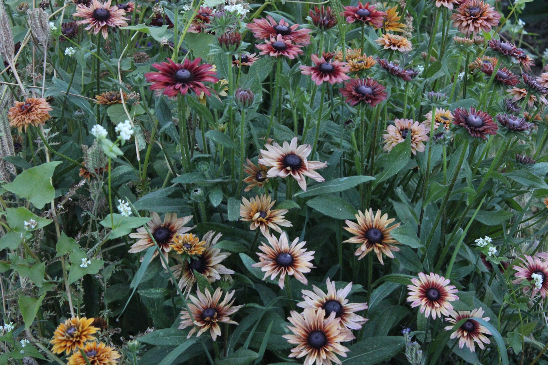 Black-eyed Susan growing at HappyDay Farms