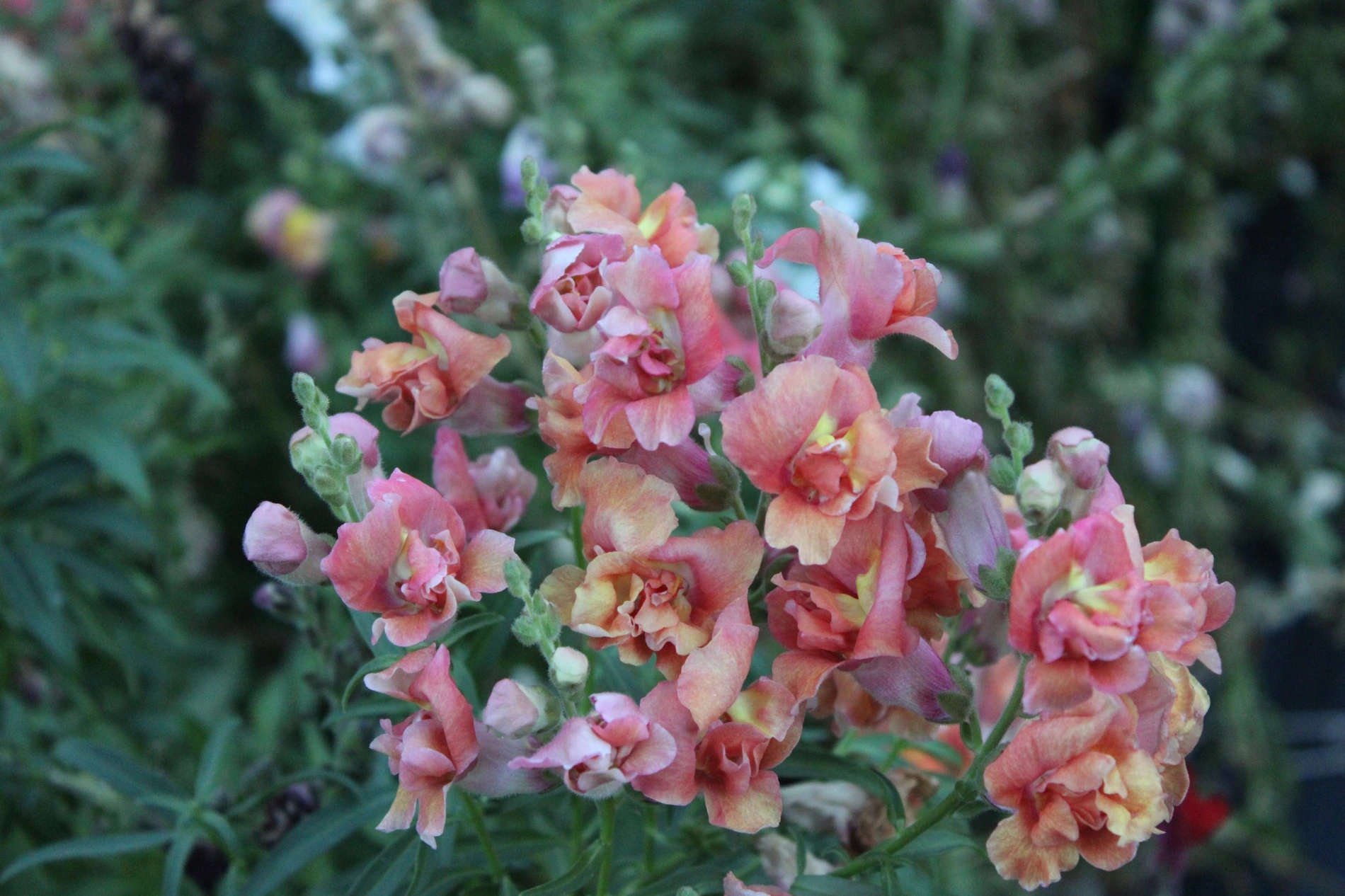 Snapdragon growing at HappyDay Farms