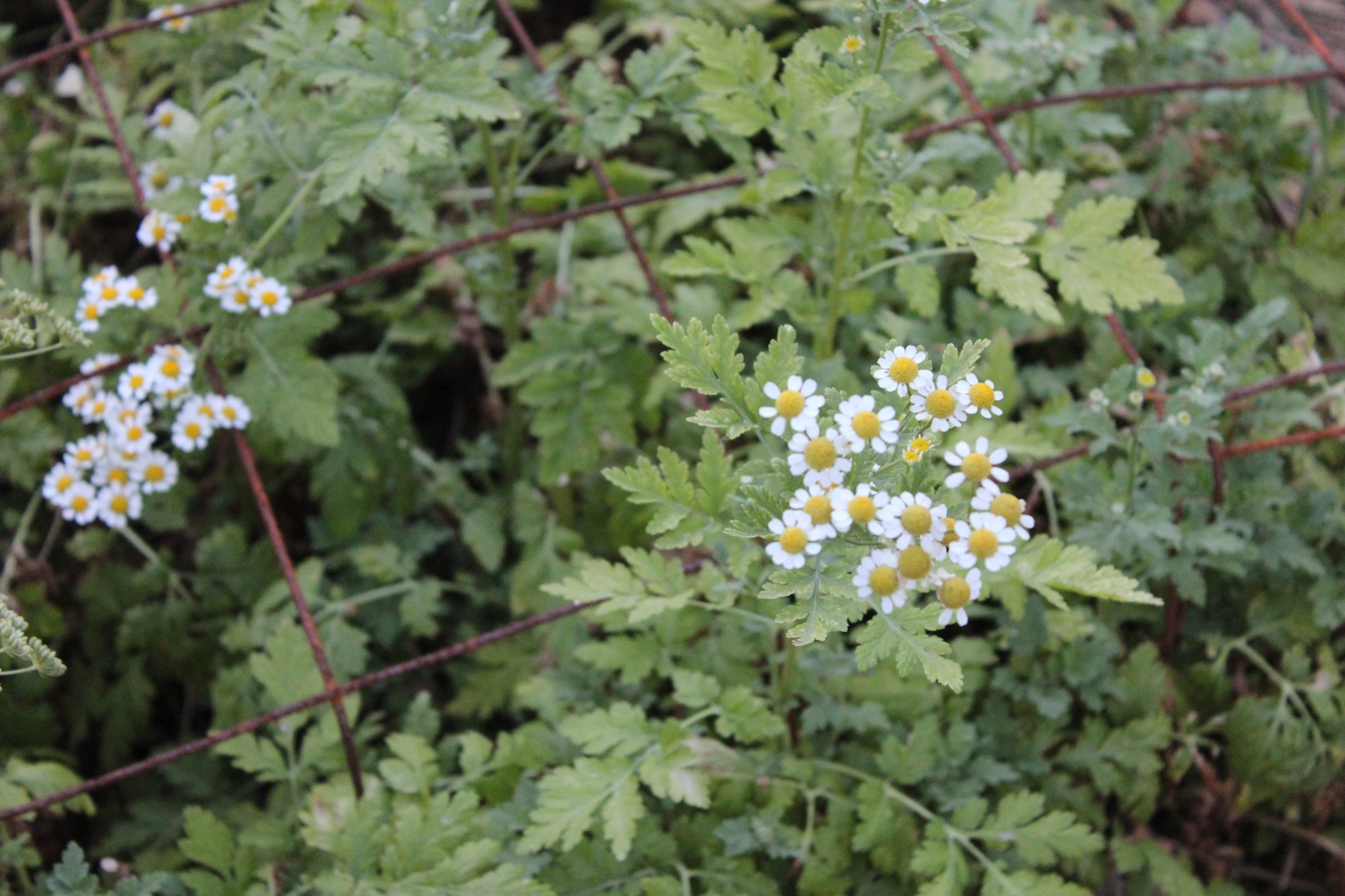 Feverfew growing at HappyDay Farms